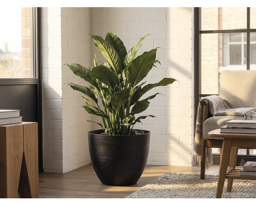 Fredskalla i en svart kruka i ett ljust rum med en vit tegelvägg och trämöbler.