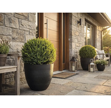 Husentré med runda blomkrukor och buxbomsklot på en naturstensterrass framför en stenvägg och trädörr.