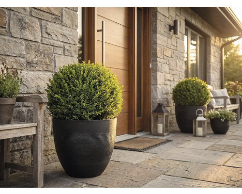 Husentré med runda blomkrukor och buxbomsklot på en naturstensterrass framför en stenvägg och trädörr.