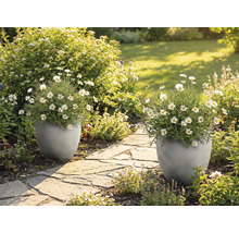 Två grå strukturerade krukor med vita margeriter på en stenstig i en ljus och solig trädgård.