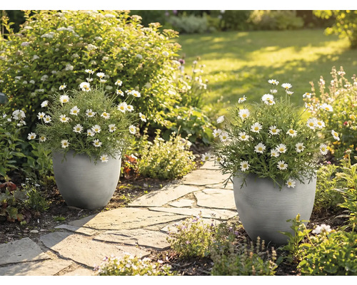 Två grå strukturerade krukor med vita margeriter på en stenstig i en ljus och solig trädgård.