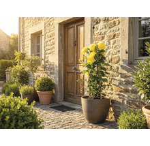 Rustik husentré med stenmur och trädörr. En kruka med gula klätterrosor står på kullerstensgången bredvid andra växter.