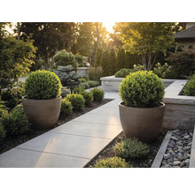 Modern trädgård med en stenlagd gångväg, två stora runda krukor och klotformade buxbomar.