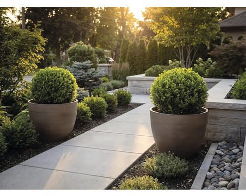 Modern trädgård med en stenlagd gångväg, två stora runda krukor och klotformade buxbomar.