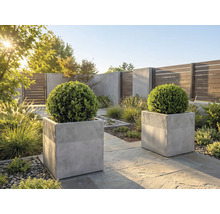 Modern trädgård med två fyrkantiga grå planteringskärl i betong med runda buxbomsklot på en stenterrass i solljus.