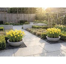 Ljus, organiserad trädgård med två runda planteringskärl fyllda med gula påskliljor på stenplattor, omgiven av häckar och prydnadsgräs.