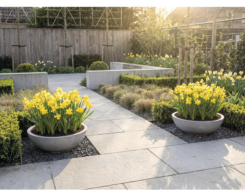 Ljus, organiserad trädgård med två runda planteringskärl fyllda med gula påskliljor på stenplattor, omgiven av häckar och prydnadsgräs.