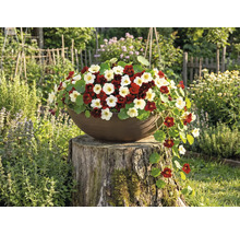 Planteringsskål med röd- och krämvitblommande krasse på en trädstubbe i en trädgård.