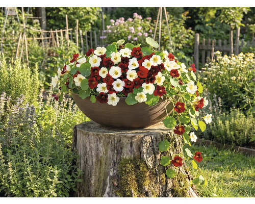 Planteringsskål med röd- och krämvitblommande krasse på en trädstubbe i en trädgård.