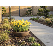 Gula påskliljor i ett brunt växtfat bredvid en trädgårdsgång av grå betongplattor i en modern trädgård med trästaket.