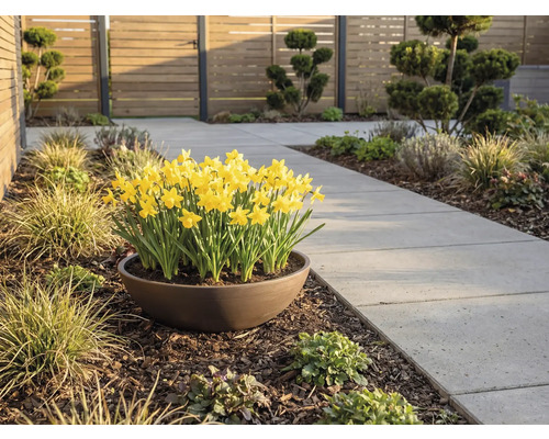 Gula påskliljor i ett brunt växtfat bredvid en trädgårdsgång av grå betongplattor i en modern trädgård med trästaket.