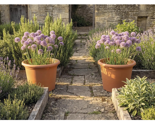 Två stora terrakottafärgade blomkrukor med lila allium på en stengång i en örtagård med odlingsbäddar av trä och stenmurar.