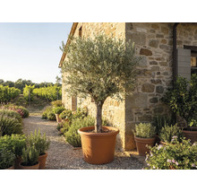 Olivträd i en stor terrakottafärgad kruka framför en rustik stenvägg i en medelhavsträdgård med vingård.