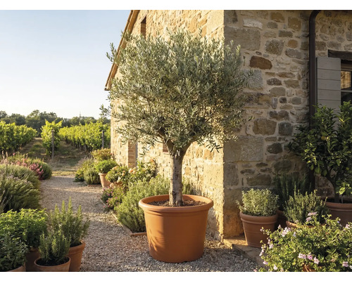Olivträd i en stor terrakottafärgad kruka framför en rustik stenvägg i en medelhavsträdgård med vingård.