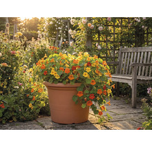 Krasse i en stor terrakottafärgad kruka på en stenterrass bredvid en träbänk i en ljus trädgård.