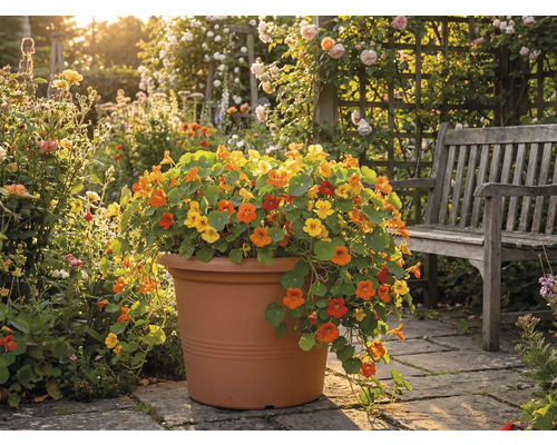 Krasse i en stor terrakottafärgad kruka på en stenterrass bredvid en träbänk i en ljus trädgård.