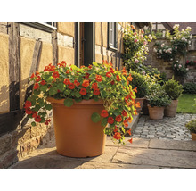 Stor rund planteringskruka i terrakottafärg med orangeblommande krasse på en stenterrass framför ett korsvirkeshus.