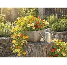 Färgglad krasse i en kvadratisk planteringskärl på en stubbe bredvid en vattenkanna i metall i en ljus trädgård.