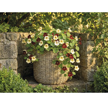 Krasse med ljusa och mörka blommor i en flätad korg framför en stenmur i en trädgård.