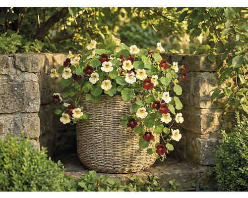 Krasse med ljusa och mörka blommor i en flätad korg framför en stenmur i en trädgård.