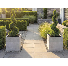 Två spiralformade formklippta buskar i grå kvadratiska planteringskärl vid en strukturerad trädgårdsgång av stenplattor med häckar.