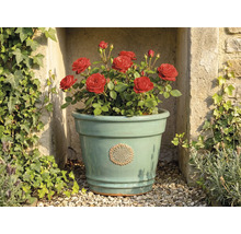 Ljusgrön keramisk blomkruka med blomemblem, planterad med röda rosor, framför en stenmur med murgröna.