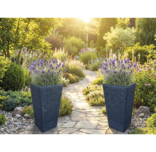 Två höga planteringskärl i mörk konstrotting med blommande lavendel vid en ljus, organiserad trädgårdsgång av naturstensplattor.