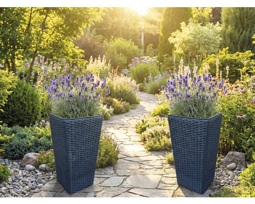 Två höga planteringskärl i mörk konstrotting med blommande lavendel vid en ljus, organiserad trädgårdsgång av naturstensplattor.