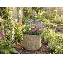 Flätad planteringskorg med gula och rosa margeriter samt lavendel i en ljus trädgård med rosor och fingerborgsblomma.