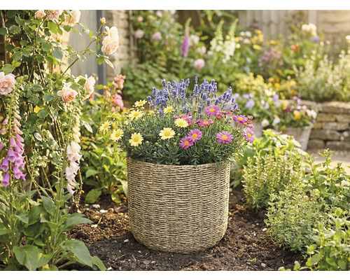 Flätad planteringskorg med gula och rosa margeriter samt lavendel i en ljus trädgård med rosor och fingerborgsblomma.
