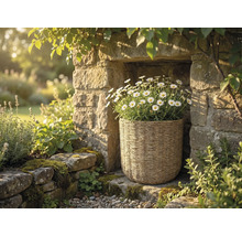 Flätad korg med vita prästkragar placerad i en nisch i en stenmur i en ljus trädgårdsmiljö.