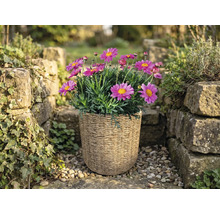 Rosa margeriter i en flätad korg i en ljus trädgård mellan stenmurar.