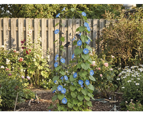 Svart spaljé av metall med fågelsiluetter, bevuxen med blå klätterväxter i en trädgård framför ett spjälstaket av trä.