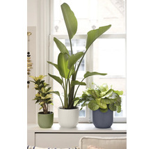 Tre inomhusväxter, inklusive en Strelitzia och en Calathea, i räfflade krukor på en ljus fönsterbräda framför ett vitt fönster.