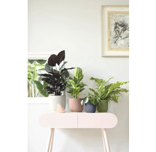 Olika inomhusväxter i räfflade ytterfoder på ett sidobord i ett ljust rum.