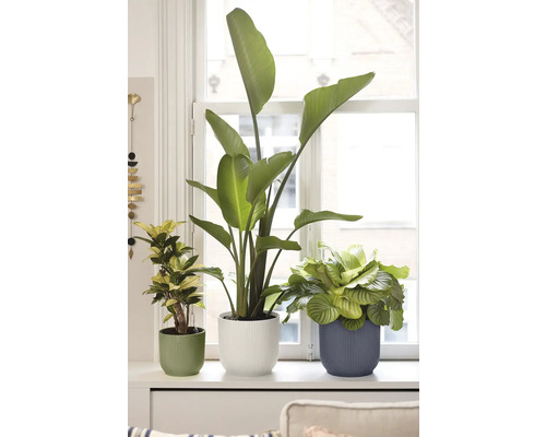 Tre inomhusväxter, inklusive en Strelitzia och en Calathea, i räfflade krukor på en ljus fönsterbräda framför ett vitt fönster.