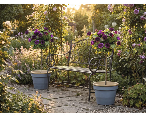Trädgårdsbänk i metall med dekorativa detaljer och två uppstammade rosor i krukor på en solig stensatt uteplats i en blomstrande trädgård.