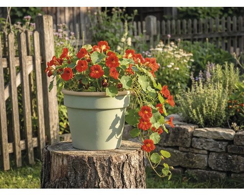 Ljus keramikblomkruka på en trädstubbe i en trädgård, med blommande krasse.