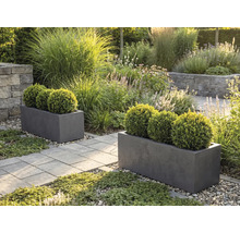 Två grå rektangulära blomlådor med buxbomsklot i en ljus trädgård med en stenlagd gång och prydnadsgräs.