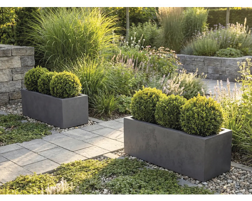 Två grå rektangulära blomlådor med buxbomsklot i en ljus trädgård med en stenlagd gång och prydnadsgräs.