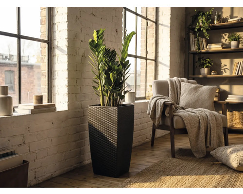 Hög kvadratisk planteringskärl i mörkt rottingutseende med en Zamioculcas-växt i ett ljust vardagsrum med vit tegelvägg.
