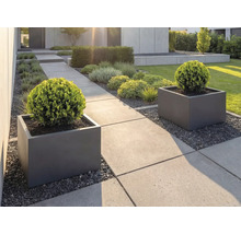 Modern trädgård med stora betongplattor, antracitgrå kvadratiska blomkrukor och klotformade buxbomar.