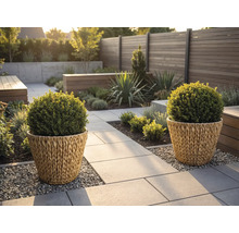 Modern trädgård med två flätade krukor med klotformade buskar på en stenstig bredvid ett trästaket och grusytor.