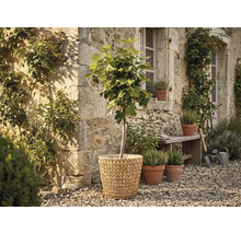 Figonträd i en flätad korg framför en rustik stenmur i en trädgård med kryddkrukor och en träbänk på grus.