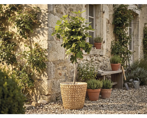 Figonträd i en flätad korg framför en rustik stenmur i en trädgård med kryddkrukor och en träbänk på grus.