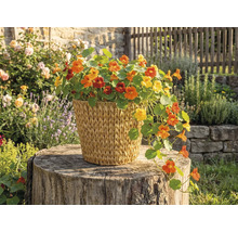 Krasse med gula och orange blommor i en flätad korg på en trädstubbe i trädgården.