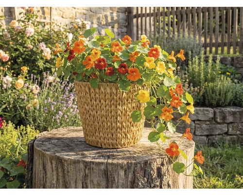 Krasse med gula och orange blommor i en flätad korg på en trädstubbe i trädgården.