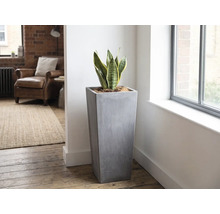 Hög, kvadratisk blomkruka i grå betonglook med svärmorstunga i ett ljust, modernt inrett vardagsrum intill ett fönster.