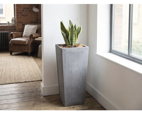 Hög, kvadratisk blomkruka i grå betonglook med svärmorstunga i ett ljust, modernt inrett vardagsrum intill ett fönster.
