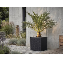 Palm i en mörk, kvadratisk blomkruka med flätat utseende på en stenterrass framför en betongvägg.